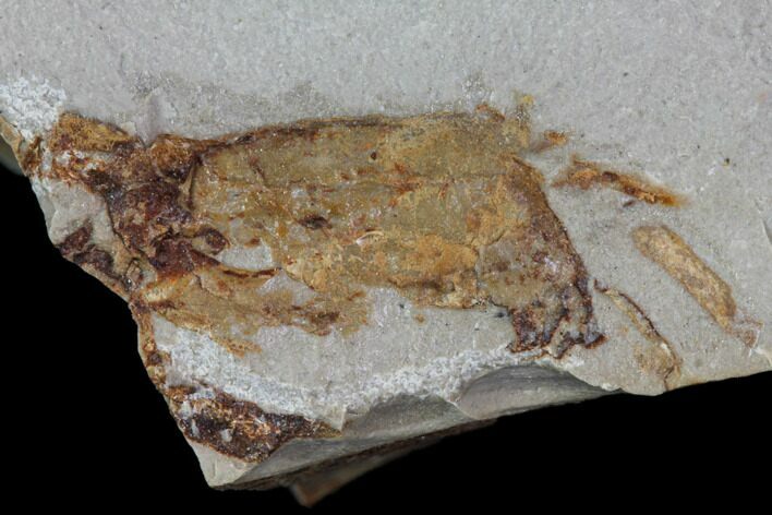 Bargain, Fossil Pea Crab (Pinnixa) From California - Miocene #85299